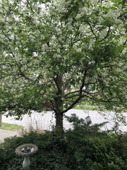 Prunus virginiana virginiana
