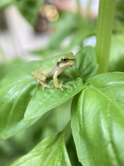 Hyla japonica