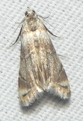 Eoparargyractis plevie