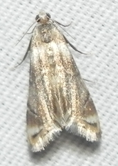 Eoparargyractis plevie