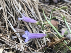 Penstemon caesius