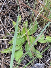 Carphephorus paniculatus