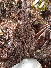 Odonthalia floccosa
