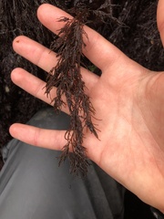 Odonthalia floccosa
