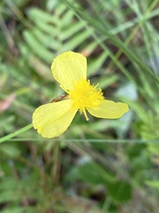 Xyris ambigua