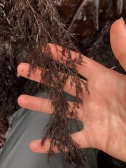 Odonthalia floccosa