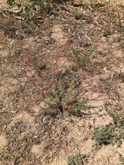 Ipomopsis aggregata formosissima