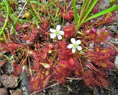 Drosera intermedia