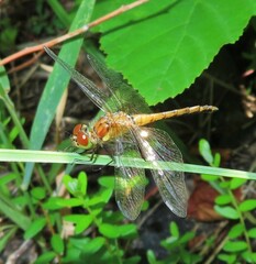 Sympetrum semicinctum