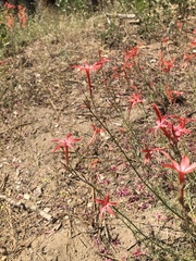 Ipomopsis aggregata formosissima