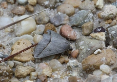 Argyrostrotis flavistriaria