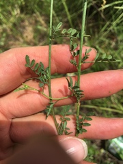 Dalea candida candida