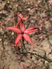 Ipomopsis aggregata formosissima