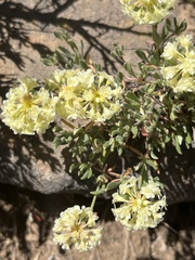 Eriogonum douglasii