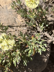 Eriogonum douglasii