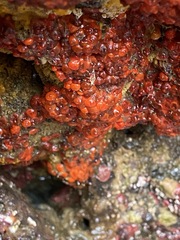 Metandrocarpa taylori