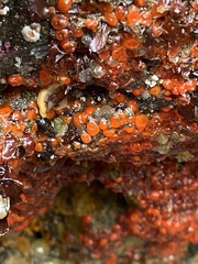 Metandrocarpa taylori