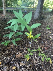 Helianthus schweinitzii