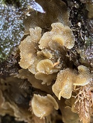 Dendrobeania lichenoides