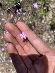 Gilia leptantha purpusii