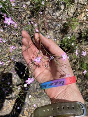 Gilia leptantha purpusii