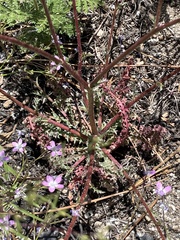 Gilia leptantha purpusii