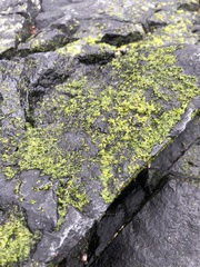 Prasiola meridionalis