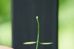 Orthosia scoparia