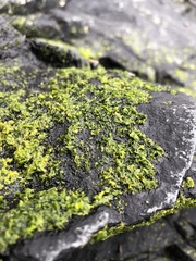 Prasiola meridionalis