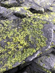 Prasiola meridionalis