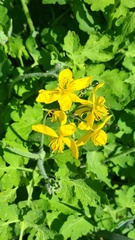 Chelidonium majus
