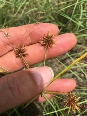 Cyperus retroflexus