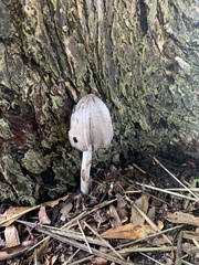 Coprinopsis alopecia