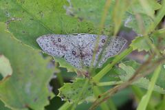 Cyclophora pendularia