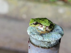 Hyla japonica