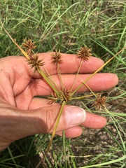 Cyperus retroflexus
