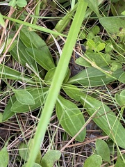Carphephorus paniculatus