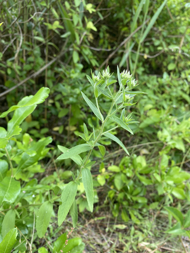 Eupatorium subvenosum