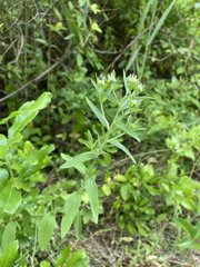 Eupatorium subvenosum