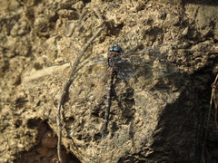 Austroaeschna multipunctata