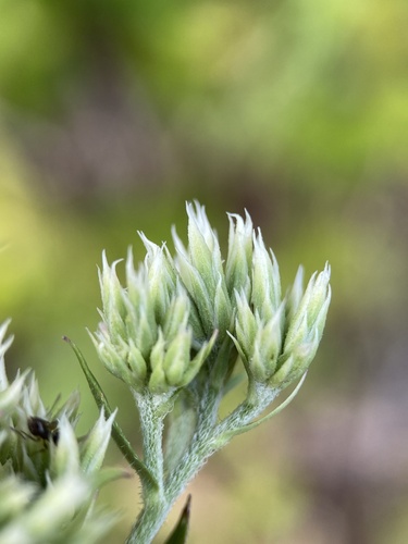 Eupatorium subvenosum, photograph 1