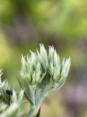 Eupatorium subvenosum