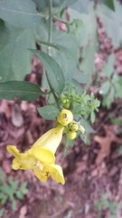 Aureolaria grandiflora