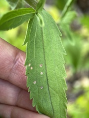 Eupatorium subvenosum