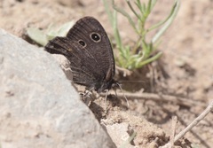 Cercyonis oetus