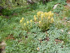 Castilleja peirsonii