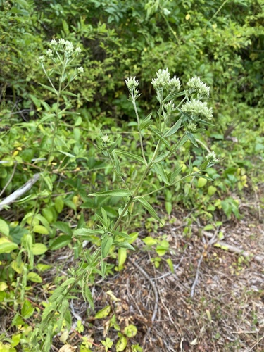 Eupatorium subvenosum, photograph 3