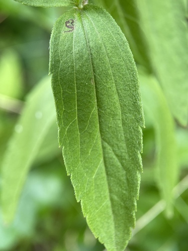 Eupatorium subvenosum, photograph 4