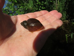 Lymnaea stagnalis