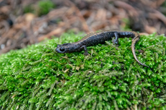 Pseudoeurycea leprosa